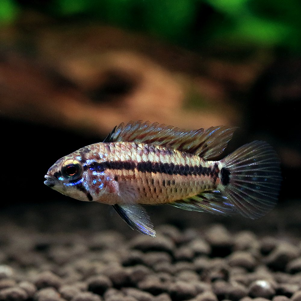 （熱帯魚）アピストグラマｓｐ．ミドルクルア（ブリード）（１匹）　北海道・九州航空便要保温　ＣＲＣ13―28―16―00―00