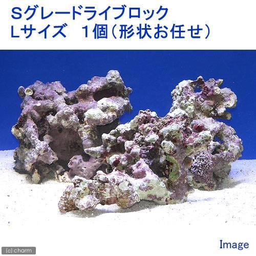 （海水魚）Ｓグレードライブロック　Ｌサイズ（１個）（形状お任せ）　ＣＲＣ26―55―30―20―00