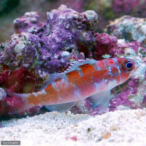 （海水魚）チョークバスレット（１匹）　北海道・九州航空便要保温　ＣＲＣ26―30―22―00―00