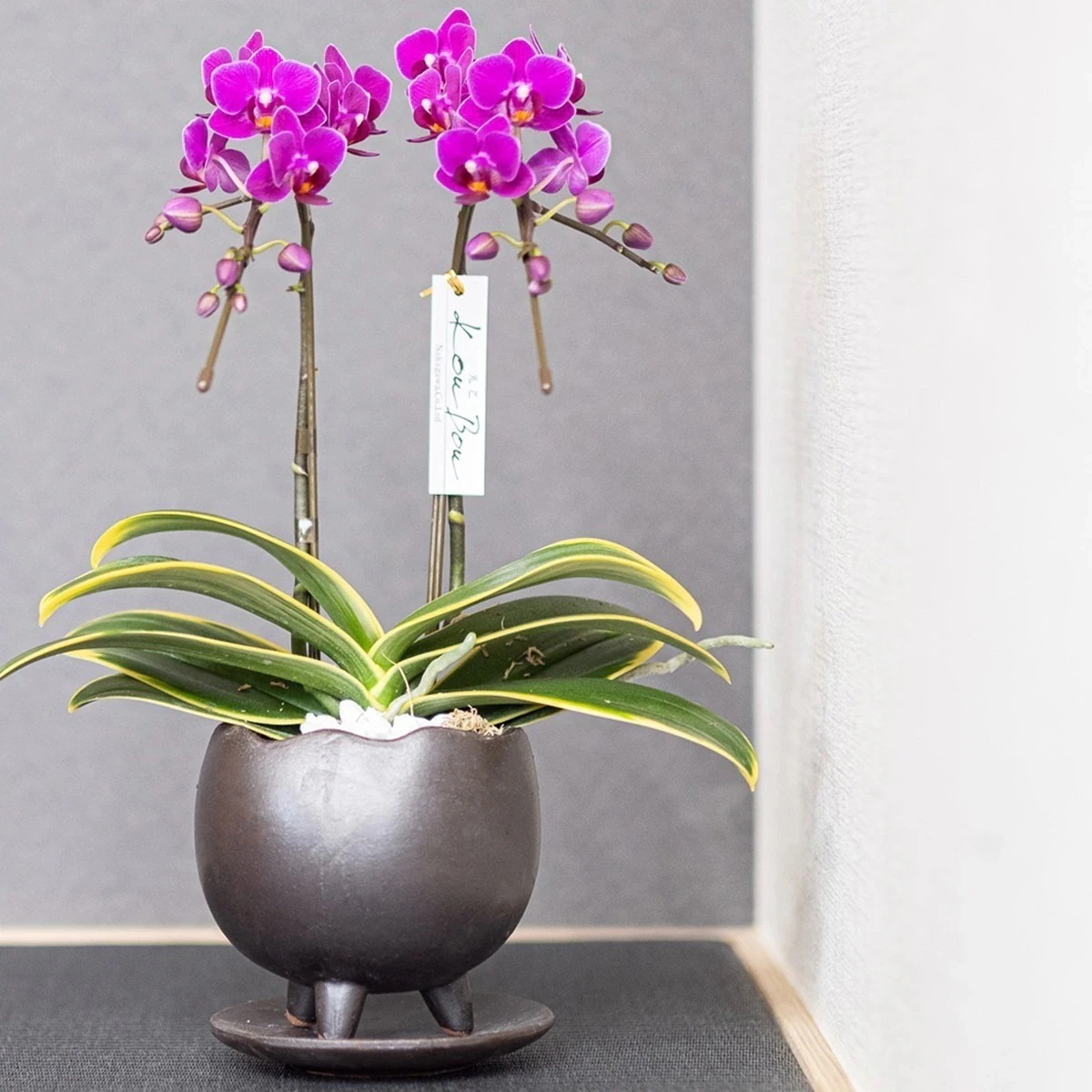 【光芒シリーズ 月】ミディ胡蝶蘭 2本立 (鉢も付属) 熊本県産（なかがわ農園） 常温便 同梱不可 指定日不可