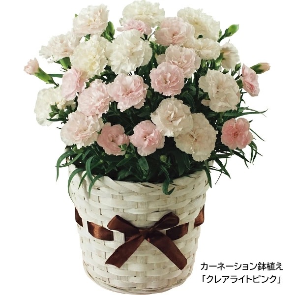 Qoo10 カーネーション鉢植えクレアライトピンク ガーデニング Diy 工具