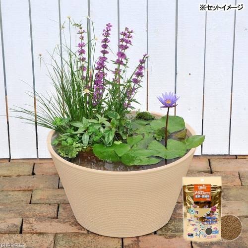 （ビオトープ）（めだか）はじめての熱帯性睡蓮セット＋キョーリン　メダカのエサ　産卵・繁殖用　４０ｇ　説明書付　本州四国限定　ＣＲＣ15―10―27―35―20水草