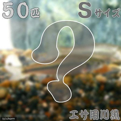 （淡水魚）死着保証あり 生餌 エサ用川魚 Ｓサイズ（５０匹） 活餌 ＣＲＣ60―30―40―00―00