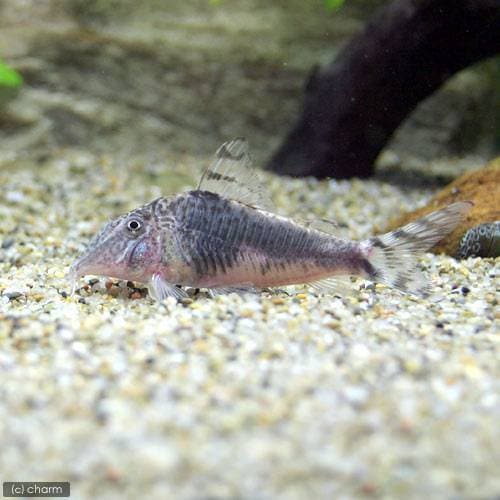 （熱帯魚）コリドラス・セミアキルス　ブラックペルー（ワイルド）（１匹）　北海道航空便要保温　ＣＲＣ13―36―60―00―00