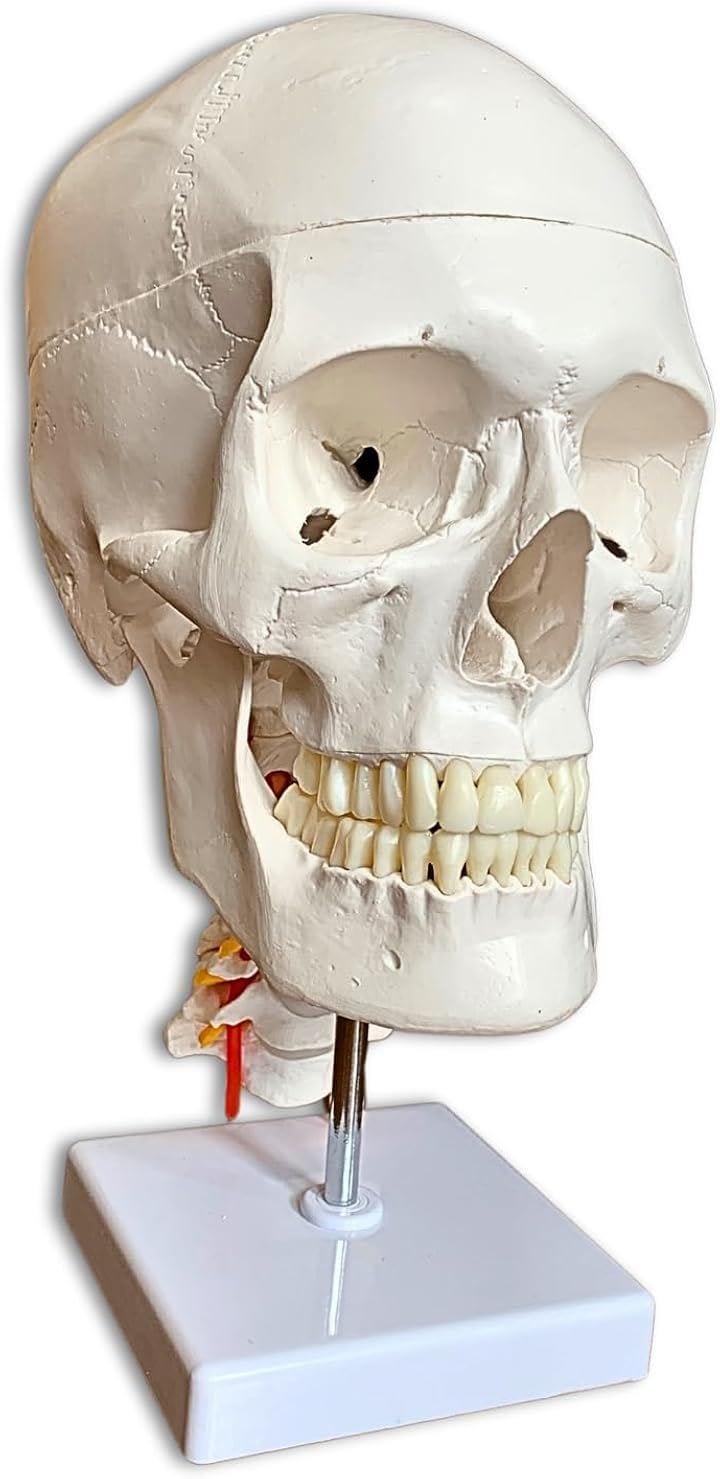 支柱から取り外せる頚椎付き頭蓋骨模型 人体模型 理学療法士監修 等身大 神経と椎骨動脈付き