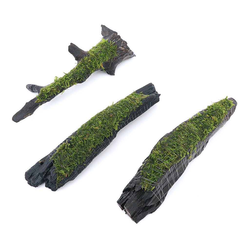 （水草）巻きたて　ウィローモスｓｐ．ナロー　流木　Ｌサイズ（約２５ｃｍ）（水中葉）（無農薬）（３本）　北海道航空便要保温　ＣＲＣ12―18―93―77―00