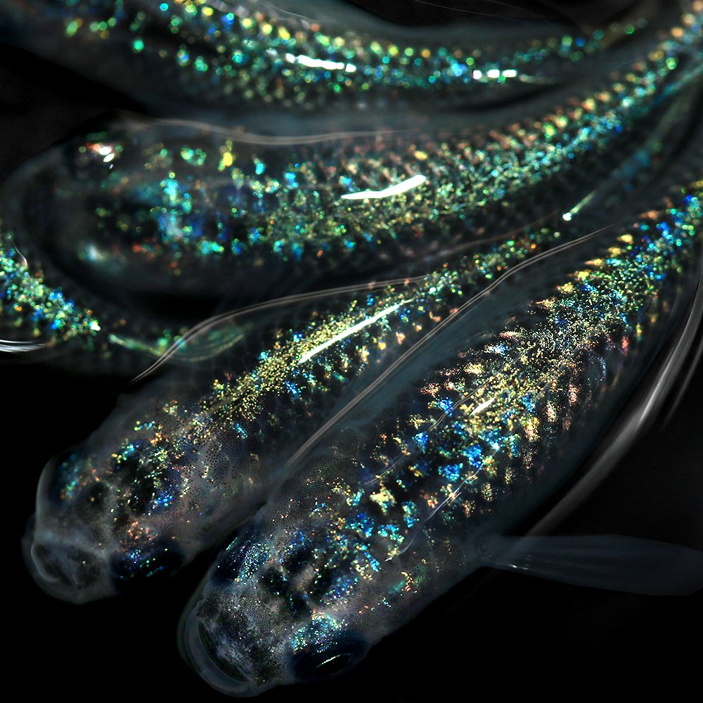 （めだか）オーロラブルーラメ体外光メダカ　メダカ屋サバンナブリード（５匹）　ＣＲＣ60―20―22―30―10