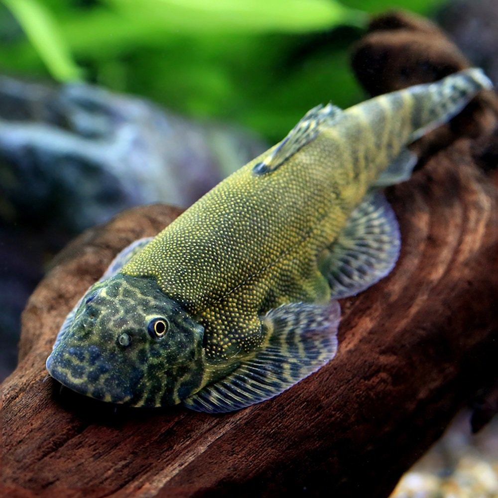 （熱帯魚）エメラルドグリーンヒルストリームローチ（１匹）　北海道・九州航空便要保温　ＣＲＣ13―26―10―00―00