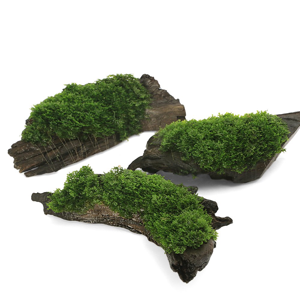 （水草）育成済　プレミアムグリーンモス　流木　Ｍサイズ（約２０ｃｍ）（水中葉）（無農薬）（３個）　ＣＲＣ12―18―35―77―00