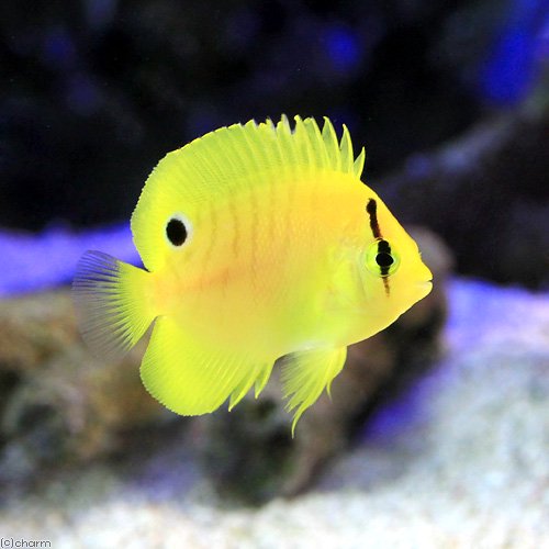 （海水魚）ヤッコ　シテンヤッコ　幼魚（１匹）　ＣＲＣ26―30―05―20―00