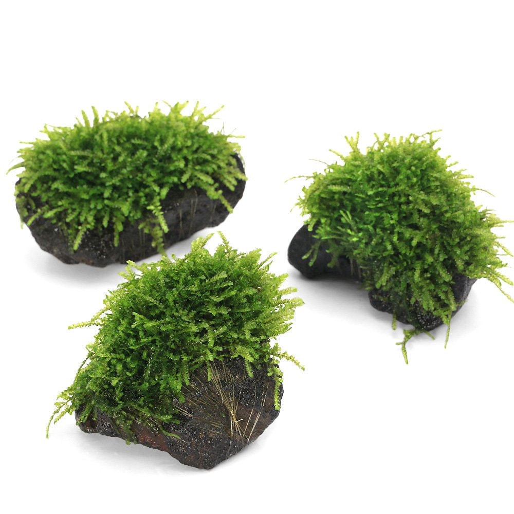 （水草）育成済　ウィーピングモス　溶岩石Ｓサイズ（約１０ｃｍ）（無農薬）（水中葉）（３個）　ＣＲＣ12―18―60―77―00