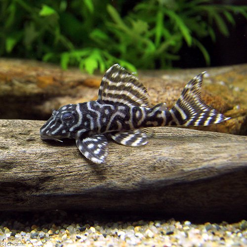 （熱帯魚）キングロイヤル・ペコルティア　Ｍサイズ（ワイルド）（１匹）　北海道・九州航空便要保温　ＣＲＣ13―44―20―00―00