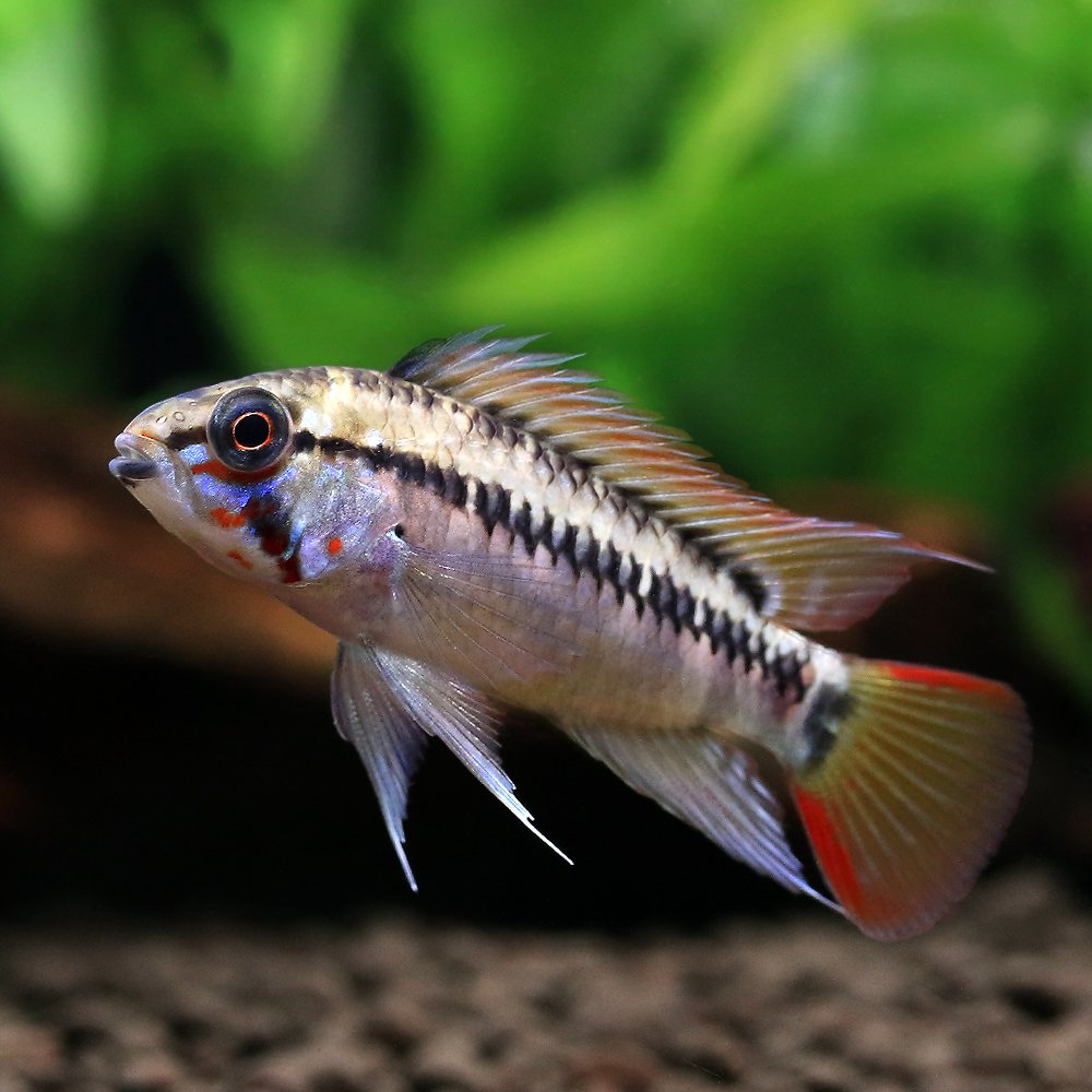 （熱帯魚）アピストグラマｓｐ．Ｄ２８（国産ブリード）（１ペア）　北海道・九州航空便要保温　ＣＲＣ13―28―16―00―00