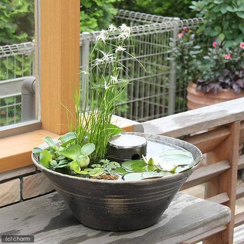 （ビオトープ）益子焼彩古信楽炭化メダカ鉢隠れ家無しビオトープセット（姫スイレン白ヒメダカ）　本州四国限定　ＣＲＣ15―10―15―25―10