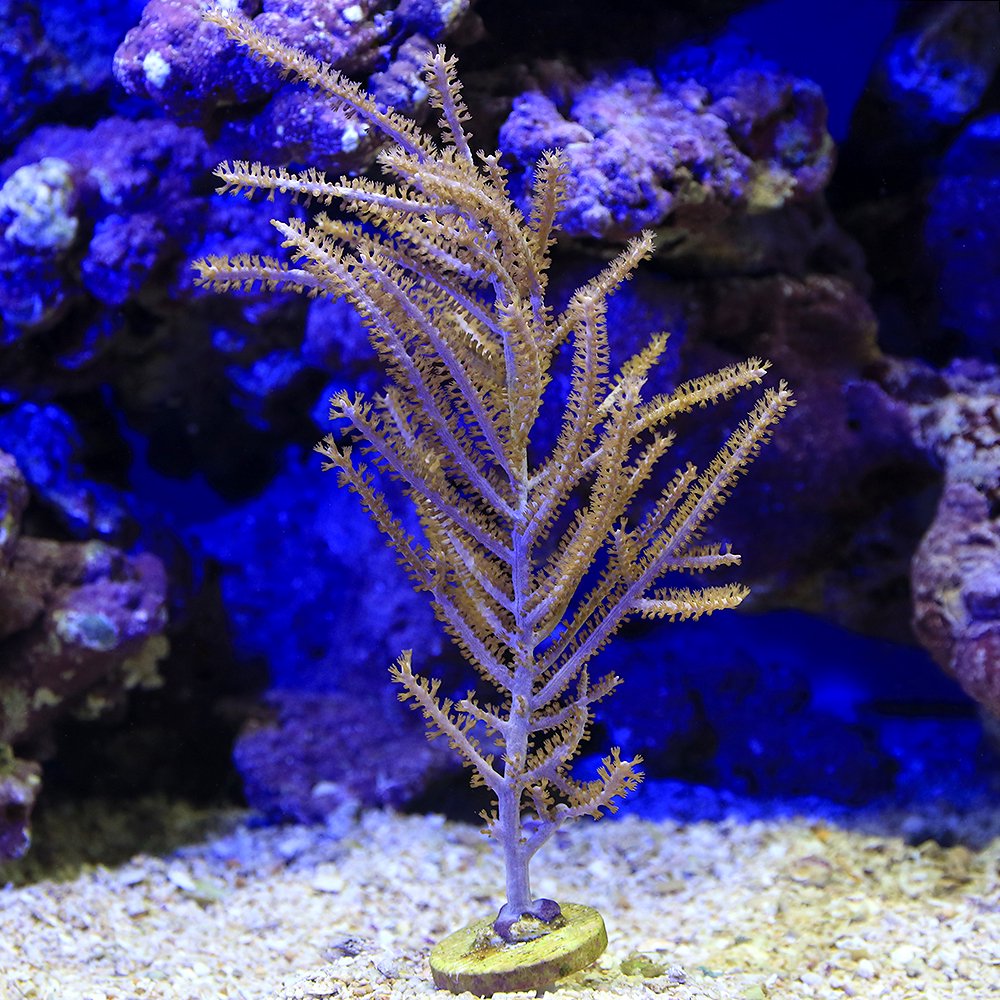 （サンゴ）パープルシープラム　プラグ付き（１個）　ｙ－４３　北海道・九州航空便要保温　ＣＲＣ26―50―50―90―00