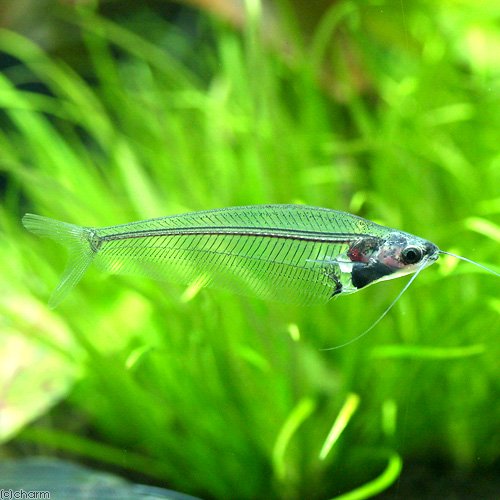 （熱帯魚）トランスルーセント・グラスキャット（１０匹）　北海道航空便要保温　ＣＲＣ13―46―00―00―00