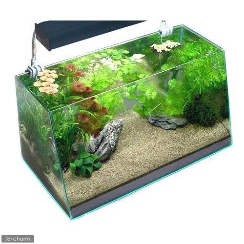 （水草）水草入門セット６０ｃｍ水槽用　１０種　風山石　ＭＬサイズ２個付（１パック）　本州四国限定　ＣＲＣ12―23―40―00―00