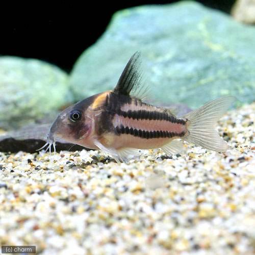 （熱帯魚）コリドラス・スーパーパラレルス（ワイルド）（１匹）　北海道・九州航空便要保温　ＣＲＣ13―36―20―00―00