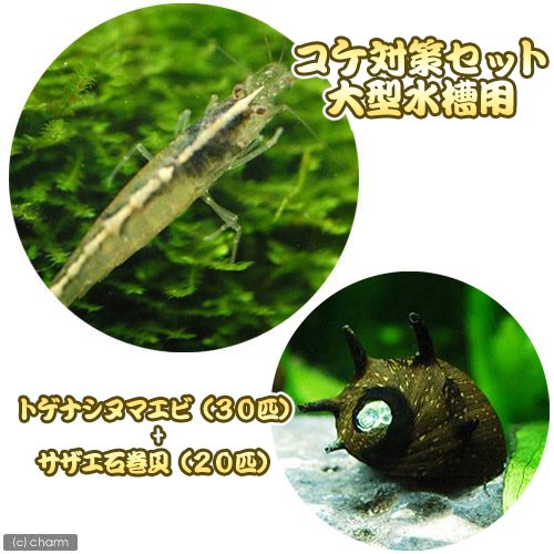 （エビ・貝）コケ対策セット　大型水槽用　トゲナシヌマエビ（３０匹）＋サザエ石巻貝（２０匹）　ＣＲＣ13―70―30―00―00