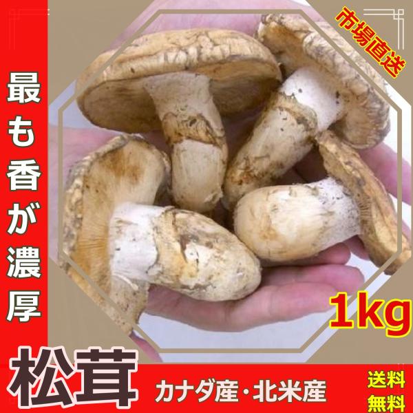 松茸 2024 カナダ産 北米産 訳あり 約1kg 原体 開き方・大きさおまかせ 秋の味覚 家族用 鮮度がよく 香り豊かな 生松茸