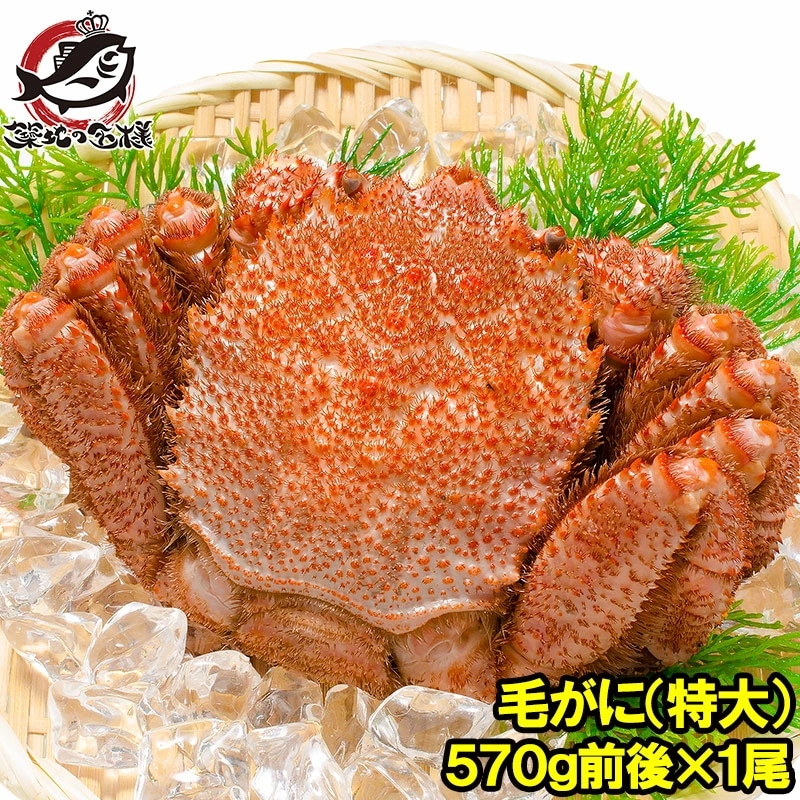 特大 毛ガニ 毛蟹 浜茹で毛がに姿 平均570g前後×1尾 ボイル 冷凍 北海道産 最高級 堅蟹 身もカニ味噌もぎっしり！築地の正規品堅ガニ かに カニ 蟹 カニ鍋 かに味噌 築地市場 豊洲市場