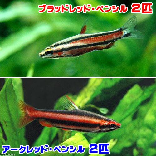（熱帯魚）真紅のペンシルセット（ブラッドレッド・ペンシル＋アークレッドペンシル　各２匹（ワイルド）　北海道・九州航空便要保温　ＣＲＣ13―20―10―45―00