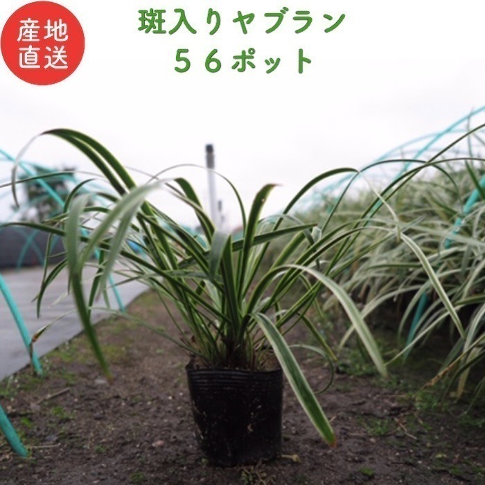 斑入りヤブラン １０.５cmポット ５６株 産地直送 グランドカバー