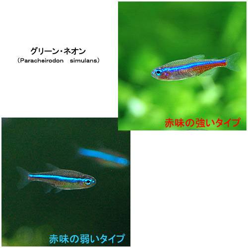 （熱帯魚）グリーンネオンテトラ（ワイルド）（１００匹）　北海道航空便要保温　ＣＲＣ13―20―10―05―00