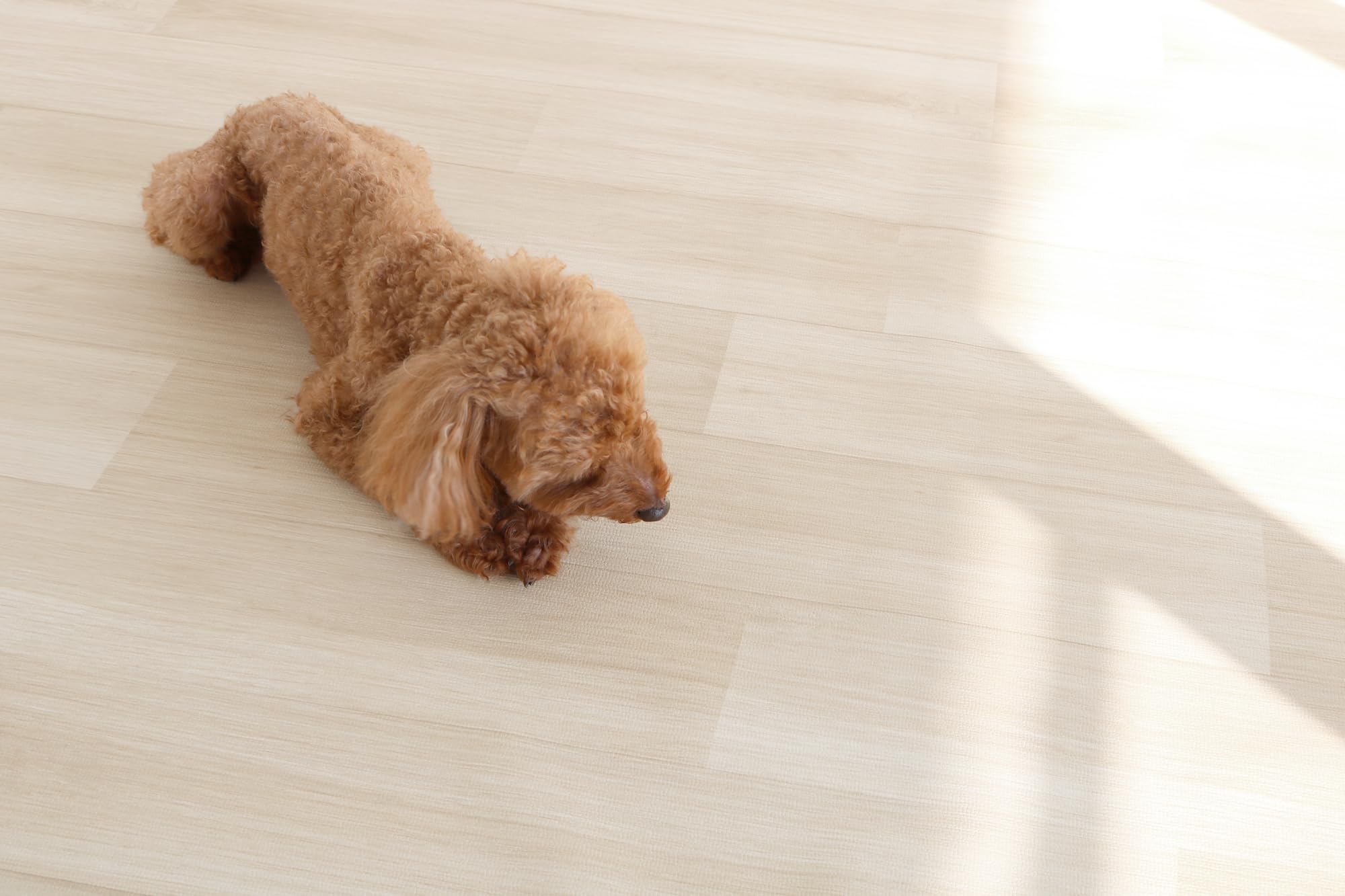 明和グラビア 防水 ペットのための滑りにくいラグ ペット シート ラグ 防滑 消臭 お手入れ簡単 ズレ防止シール付き APRUG-01 180cm×180cm ホワイト