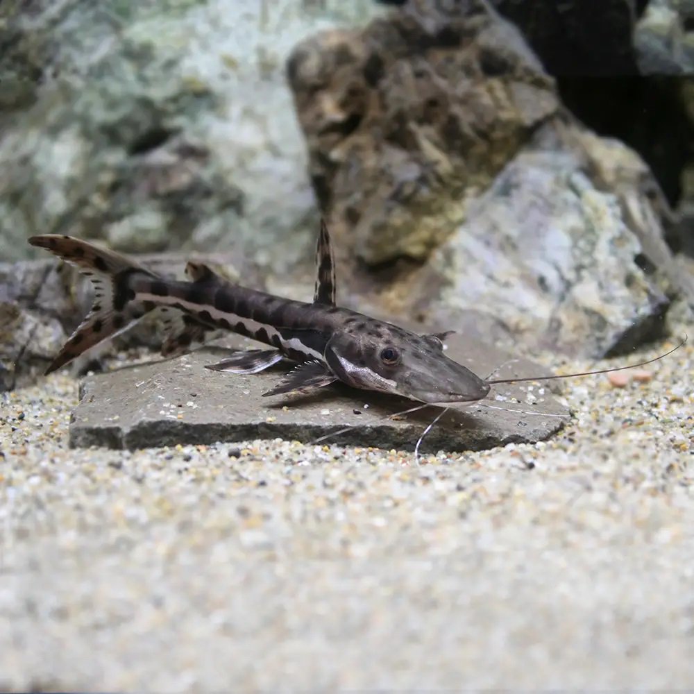 （熱帯魚）タイガーシャベルノーズ・キャット（ワイルド）（１匹）　北海道航空便要保温　ＣＲＣ13―46―00―00―00 13,871円