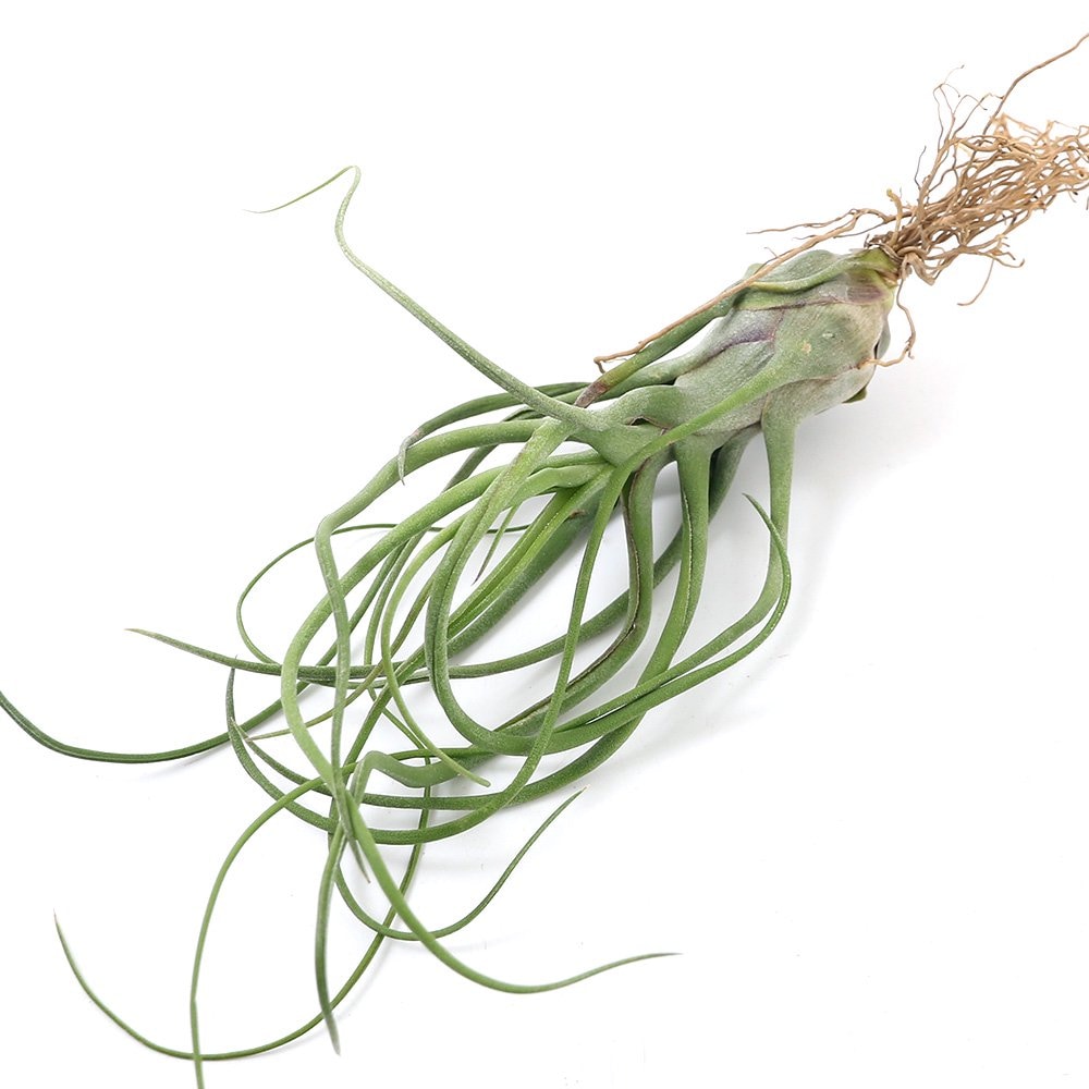 ⭐︎ 専用中　⭐︎ ユーフォルビア　シンメトリカ　メス株♀ セラアート3寸 多肉植物）ユーフォルビア シンメトリカ 雌株 3号（1鉢