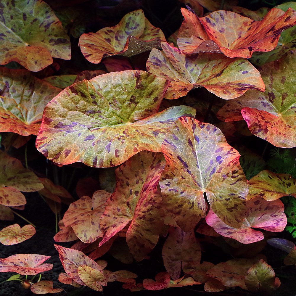 （水草）タイガーロータス　レッド　バース便（無農薬）（１株）　ＣＲＣ12―74―10―00―00