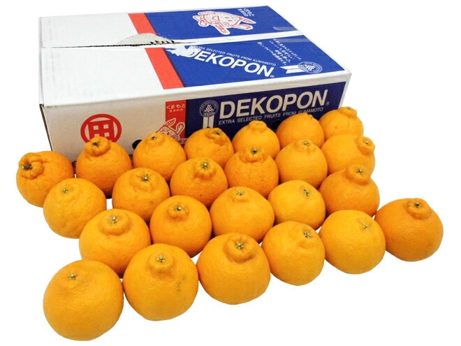 熊本産 =マルタ（マル田）デコポン= 秀/優品 15-24玉 約5kg JAあしきたマルタ選果場限定 予約 1月以降