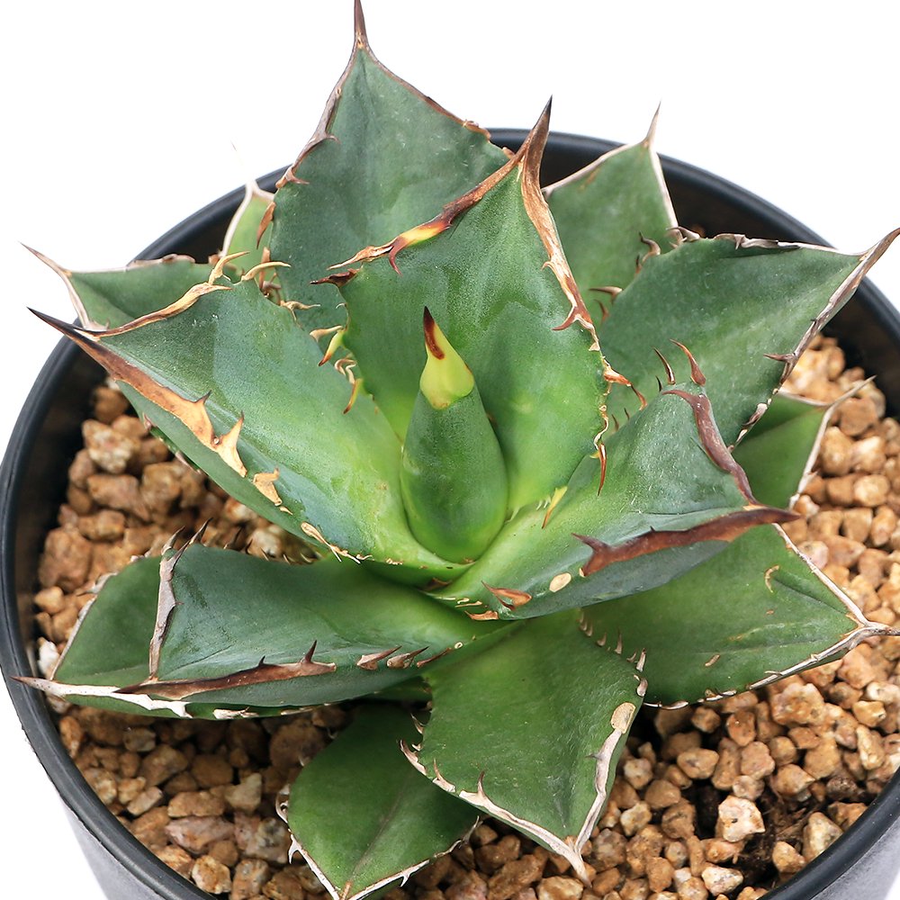 （多肉植物）アガベ　チタノタ　小島白刺　４号（１鉢）　ＣＲＣ15―60―20―00―00