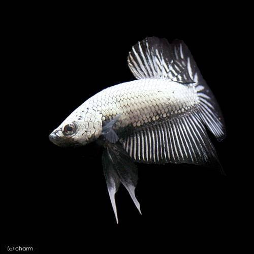 （熱帯魚）ベタ・ハーフムーンプラカット　ブラックドラゴン（１ペア）　北海道・九州航空便要保温　ＣＲＣ13―32―05―50―00