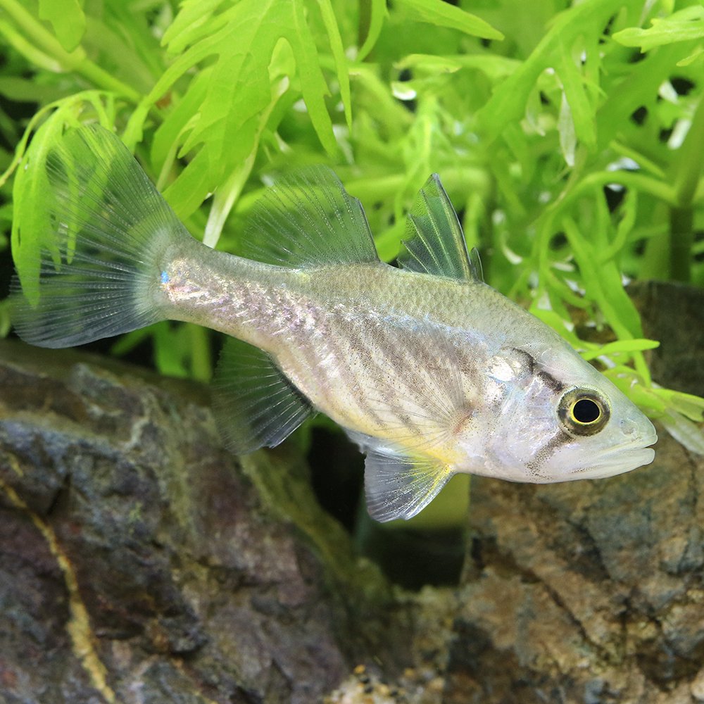 （熱帯魚）グロッサミア・ウィッチマンニ（１匹）　北海道・九州航空便要保温　ＣＲＣ13―54―00―00―00