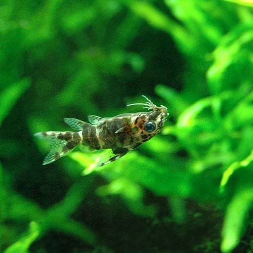 （熱帯魚）サカサナマズ（５匹）　北海道航空便要保温　ＣＲＣ13―46―00―00―00 4,974円