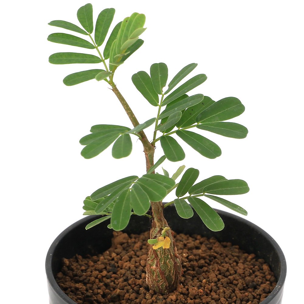 （多肉植物）センナ　メリディオナリス　２号（１ポット）コーデックス　ＣＲＣ15―60―75―00―00