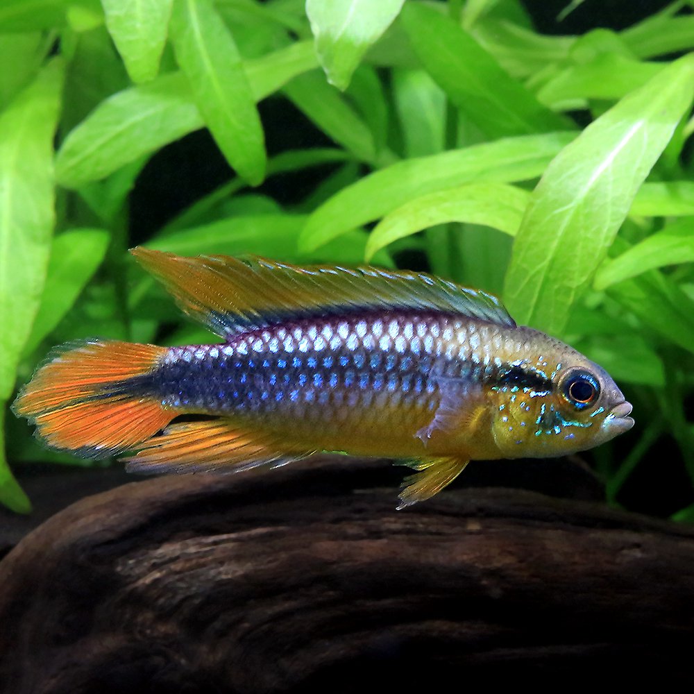 （熱帯魚）アピストグラマ・アガシジィ　レッドゴールド（１ペア）　北海道・九州航空便要保温　ＣＲＣ13―28―16―00―00