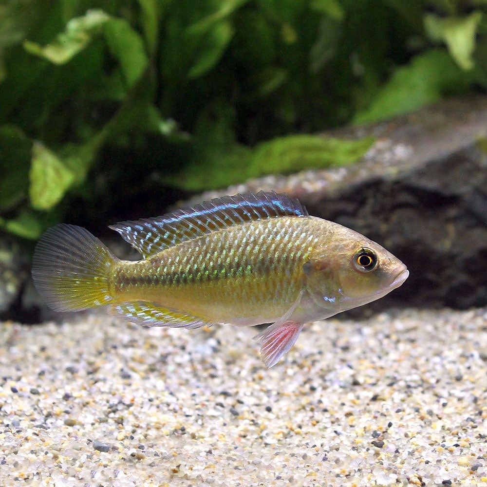 （熱帯魚）ドワーフエジプシャンマウスブリーダーｓｐ．ルアハ（１ペア）　北海道航空便要保温　ＣＲＣ13―28―40―00―00 5,967円