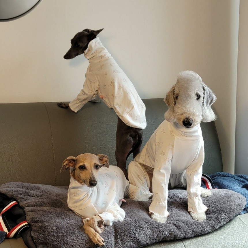 ウィペット服 3XL パジャマ ロンパース 大型犬 春夏秋冬 イタリアングレーハウンド服 ペット服 5,144円