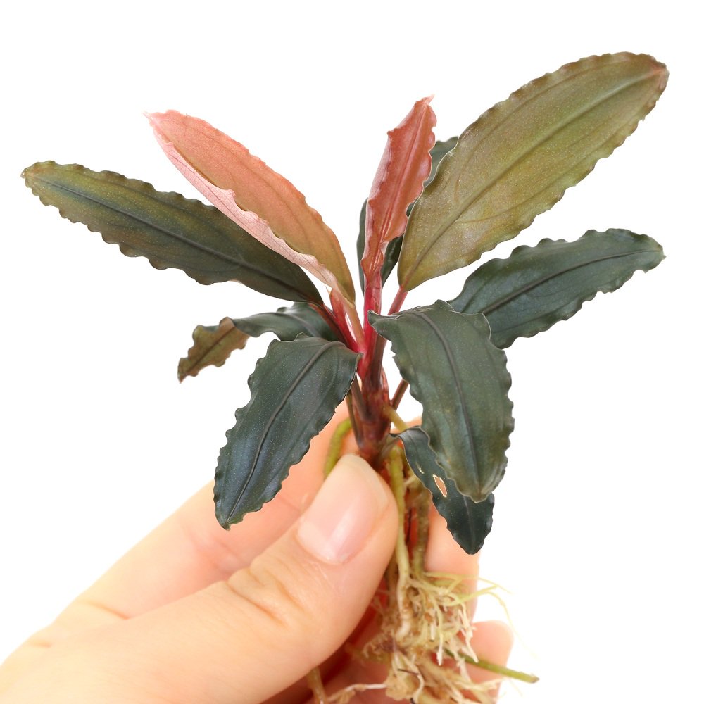 （水草）ブセファランドラｓｐ．サンガウヴェッルート　Ｃタイプ（水上葉）（１株）　ＣＲＣ12―71―20―00―00