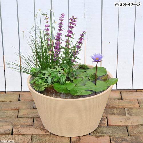（ビオトープ）（めだか）はじめての熱帯性睡蓮セット（睡蓮青紫＋睡蓮鉢ベージュ＋ヒメダカ＋浮き草他）　１セット　本州四国限定　ＣＲＣ15―10―27―35―20