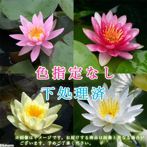 （ビオトープ）睡蓮　温帯性睡蓮（スイレン）　株売り　色指定なし　下処理済み（１０株）　ＣＲＣ15―10―10―80―00