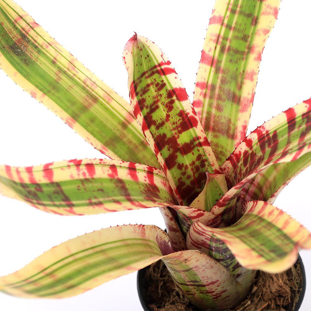 （観葉植物）ブロメリア　ネオレゲリア　ワイルドラビット　２．５ー３号（１鉢）　ＣＲＣ15―23―10―99―00