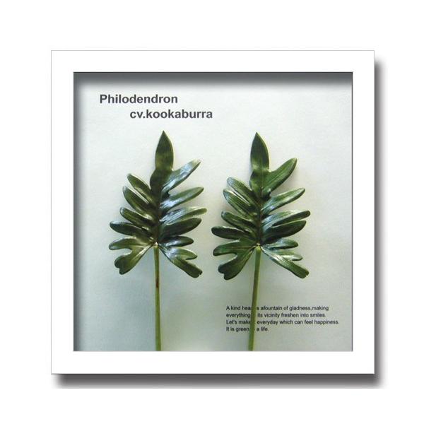 アートフレーム リーフパネル グリーン おしゃれ ウォールデコレーション ナチュラル 壁掛け 飾り 観葉植物 フィロデンドロン 325x325mm