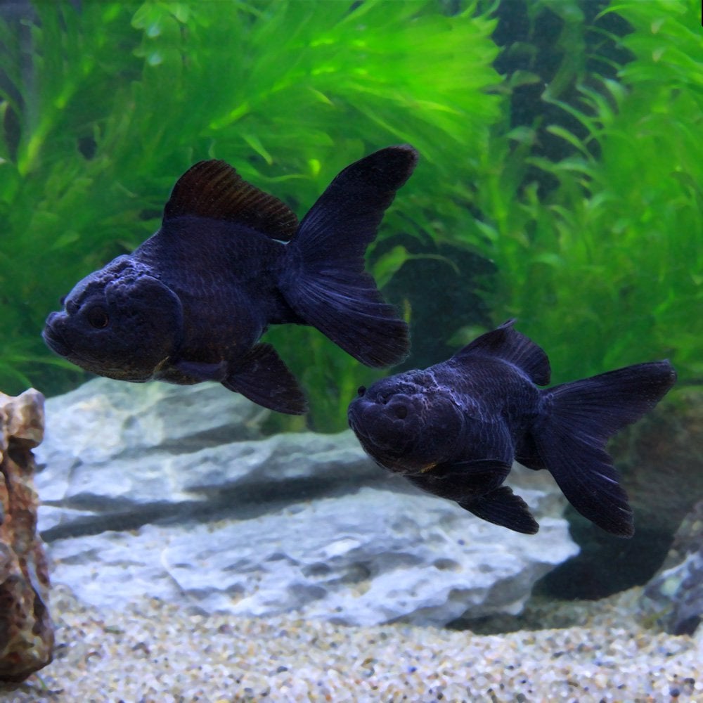 （国産金魚）黒オランダ獅子頭　薩摩産（３匹）　ＣＲＣ60―15―40―30―00