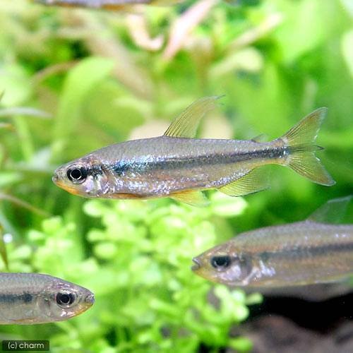 （熱帯魚）レッドチェリー・コンゴテトラ　オス（１匹）　北海道・九州航空便要保温　ＣＲＣ13―20―15―00―00