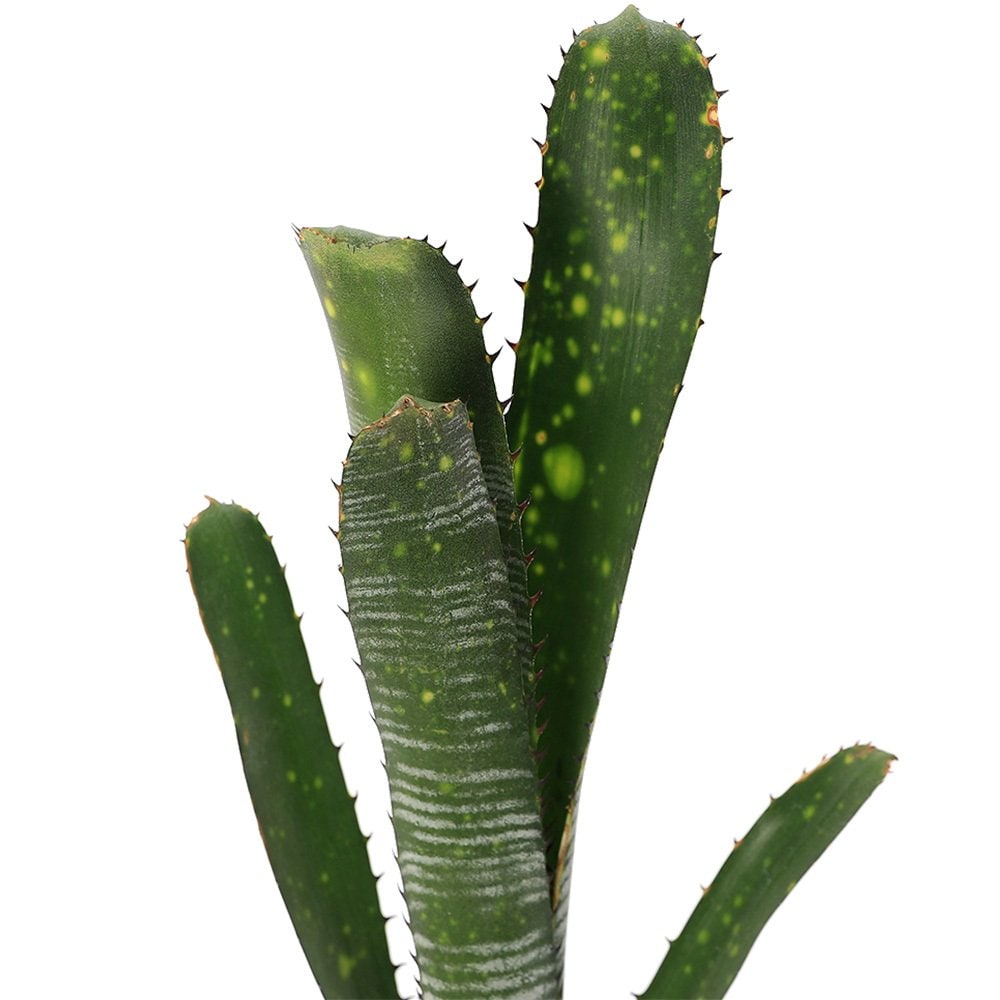 （観葉植物）ビルベルギア　’カルサイト’　タイ産　２号（１株）タンクブロメリア　ＣＲＣ15―30―20―22―00