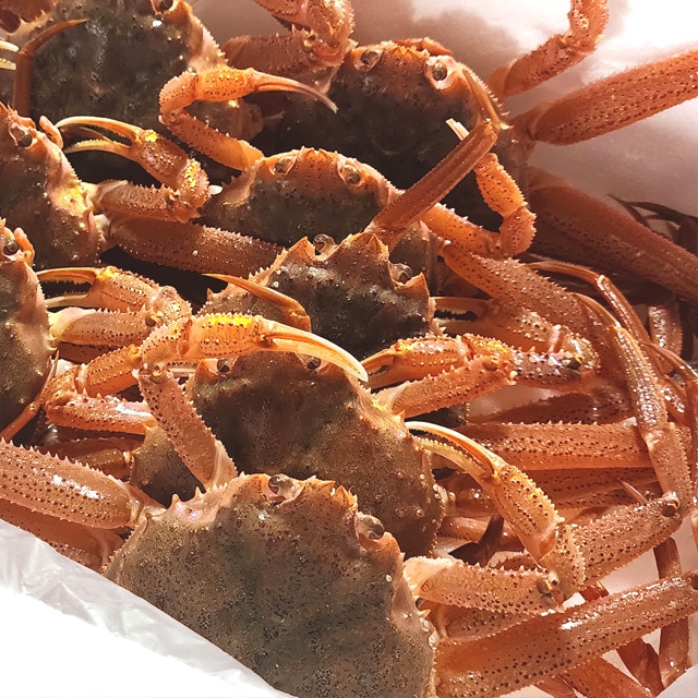 訳あり 活オオズワイガニ 8kg 身入り7割前後